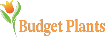 budgetplants.com